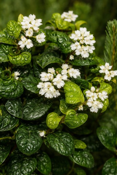 Леукотоє пазушна Curly Red квіти